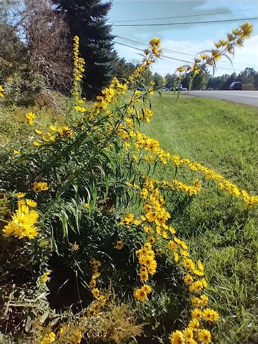 Helianthus maximiliani (Maximilian Perennial Sunflower) (alternate view 3)