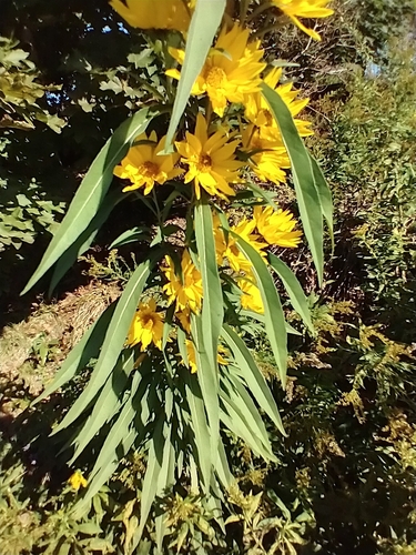 Helianthus maximiliani (Maximilian Perennial Sunflower) (alternate view 4)