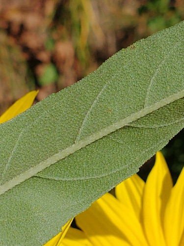 Helianthus maximiliani (Maximilian Perennial Sunflower) (alternate view 5)