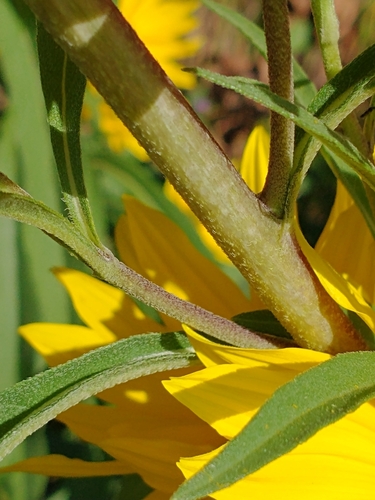 Helianthus maximiliani (Maximilian Perennial Sunflower) (alternate view 6)