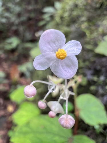 Begonia grandis ssp. (Hardy Begonia) (alternate view 2)