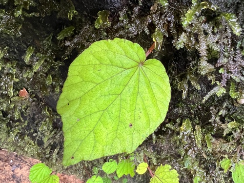 Begonia grandis ssp. (Hardy Begonia) (alternate view 3)