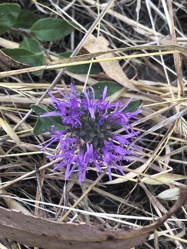 Monardella villosa (Coyote Mint) (alternate view 3)