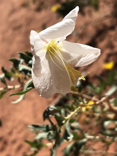 Oenothera pallida (Pale Evening Primrose) (alternate view 8)