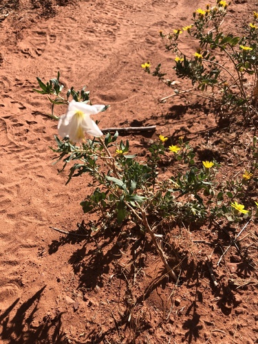 Oenothera pallida (Pale Evening Primrose) (alternate view 9)