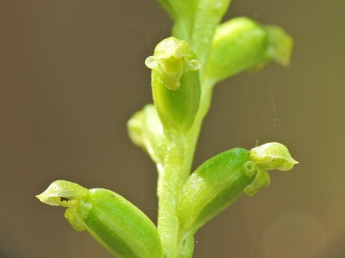 Microtis parviflora (slender onion-orchid) (alternate view 10)