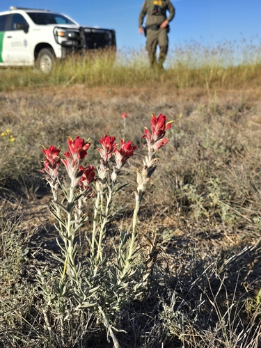 Castilleja (Paintbrushes)