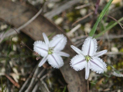 Thysanotus patersonii (Twining Fringe-lily) (alternate view 5)