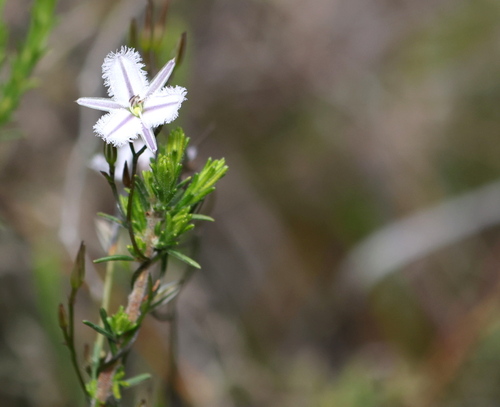 Thysanotus patersonii (Twining Fringe-lily) (alternate view 6)