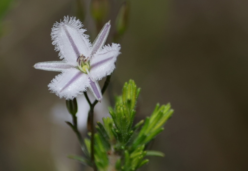 Thysanotus patersonii (Twining Fringe-lily) (alternate view 7)