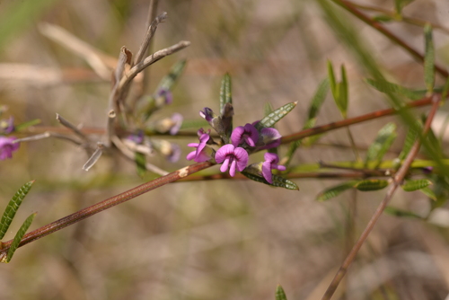 Mirbelia rubiifolia (Heathy Mirbelia) (alternate view 5)