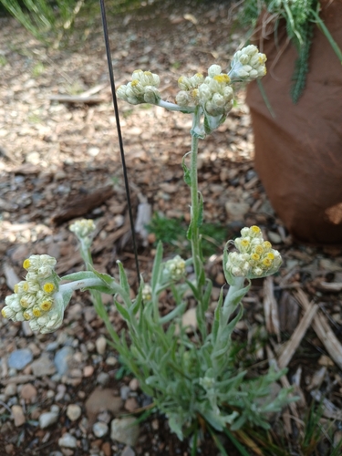 Pseudognaphalium stramineum (cottonbatting plant) (alternate view 8)