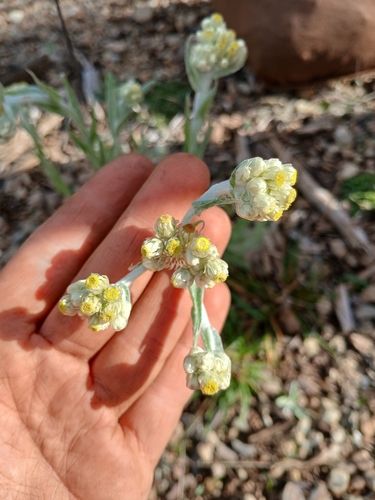 Pseudognaphalium stramineum (cottonbatting plant) (alternate view 9)
