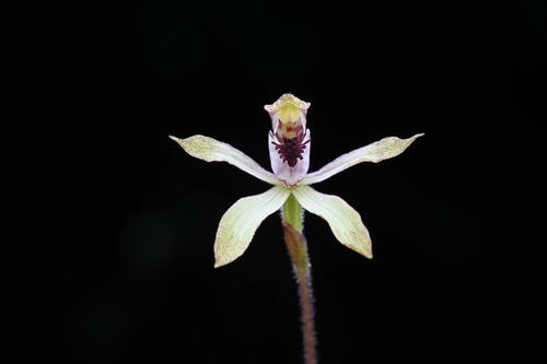 Caladenia (alternate view 2)