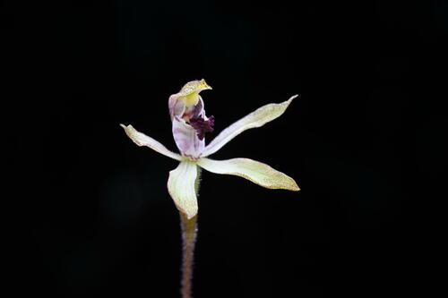 Caladenia (alternate view 3)