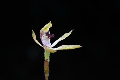 Caladenia (alternate view 4)