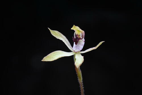 Caladenia (alternate view 5)