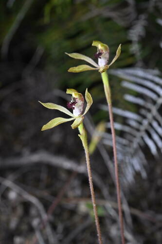 Caladenia (alternate view 6)