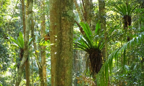 Asplenium australasicum (Bird's nest fern) (alternate view 7)