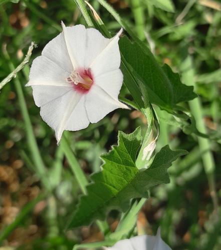 Convolvulus equitans (Texas bindweed) (alternate view 4)