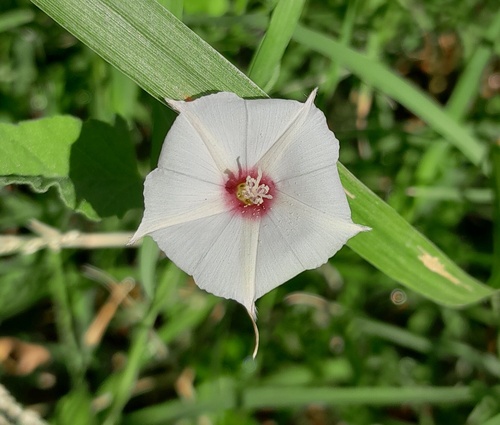 Convolvulus equitans (Texas bindweed) (alternate view 3)
