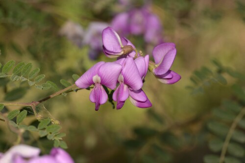 Swainsona galegifolia (Smooth Darling Pea)