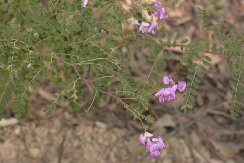 Swainsona galegifolia (Smooth Darling Pea) (alternate view 2)