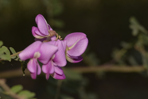 Swainsona galegifolia (Smooth Darling Pea) (alternate view 5)