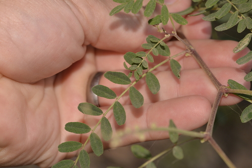 Swainsona galegifolia (Smooth Darling Pea) (alternate view 3)