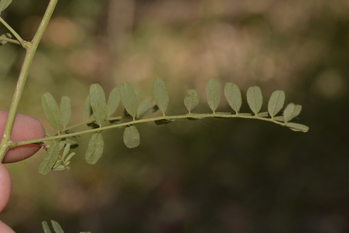 Swainsona galegifolia (Smooth Darling Pea) (alternate view 4)