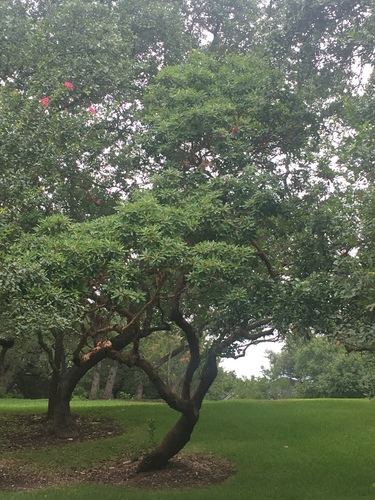 Arbutus (madrones) (alternate view 5)