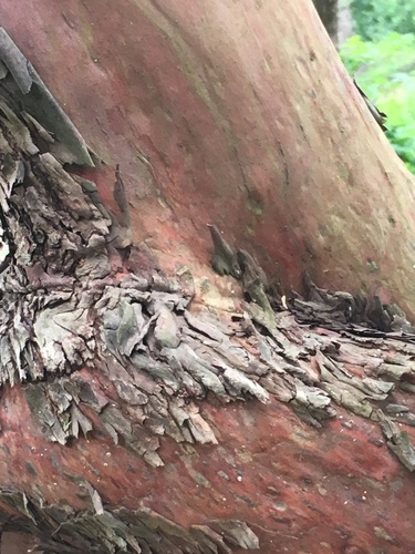 Arbutus (madrones) (alternate view 7)