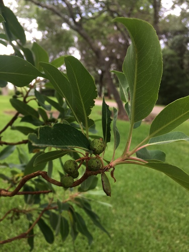 Arbutus (madrones) (alternate view 8)