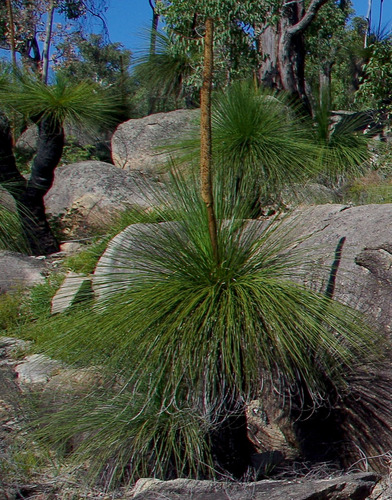 Xanthorrhoea preissii (Balga)