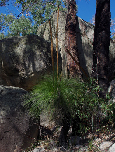 Xanthorrhoea preissii (Balga) (alternate view 2)