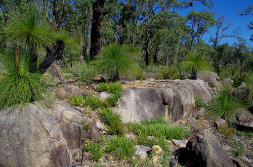Xanthorrhoea preissii (Balga) (alternate view 3)