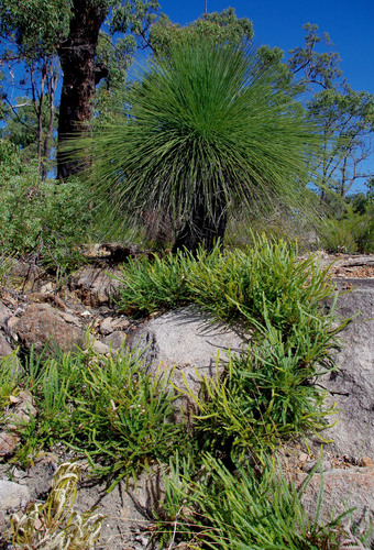 Xanthorrhoea preissii (Balga) (alternate view 4)
