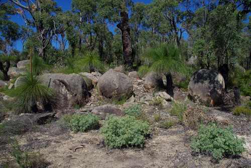 Xanthorrhoea preissii (Balga) (alternate view 5)