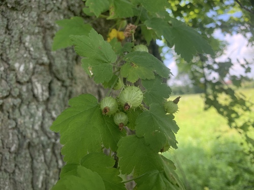 Ribes cynosbati (prickly gooseberry)