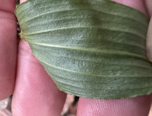 Schelhammera undulata (lilac lily) (alternate view 4)