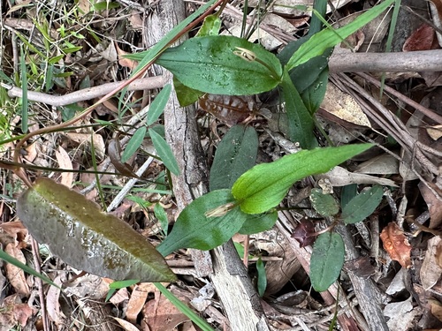Schelhammera undulata (lilac lily) (alternate view 5)
