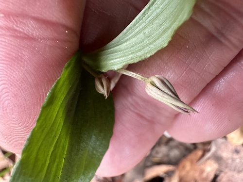 Schelhammera undulata (lilac lily) (alternate view 3)