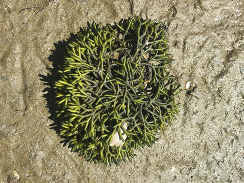 Codium fragile (Dead Man's Fingers) (alternate view 4)