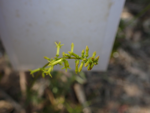 Stackhousia viminea (Yellow Stackhousia)