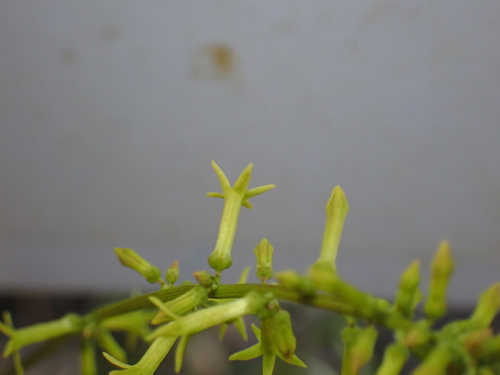 Stackhousia viminea (Yellow Stackhousia) (alternate view 2)
