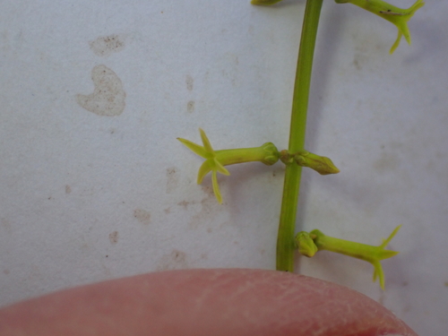 Stackhousia viminea (Yellow Stackhousia) (alternate view 3)