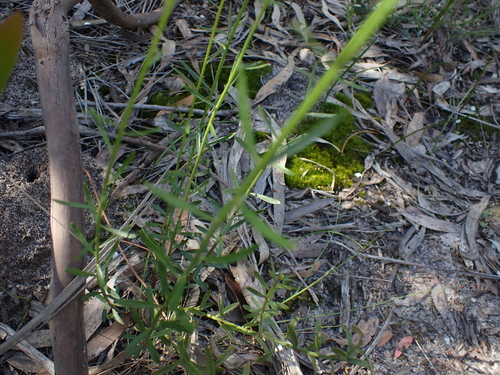 Stackhousia viminea (Yellow Stackhousia) (alternate view 4)