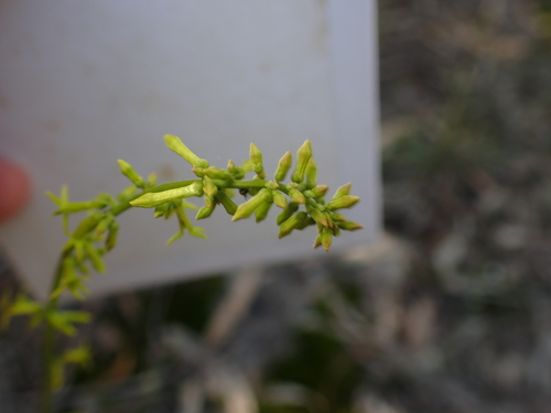 Stackhousia viminea (Yellow Stackhousia) (alternate view 5)