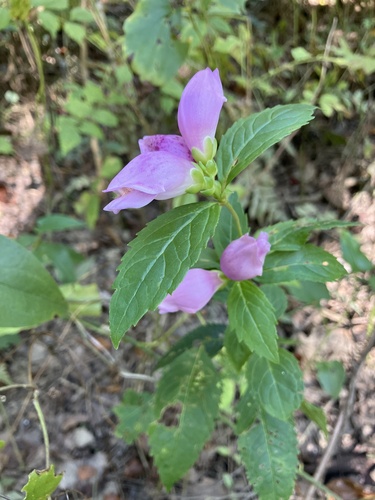 Chelone obliqua (Rose Turtlehead)