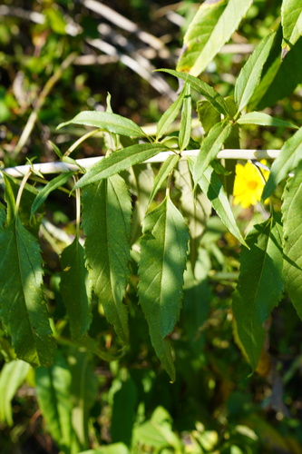 Helianthus grosseserratus (sawtooth sunflower) (alternate view 5)